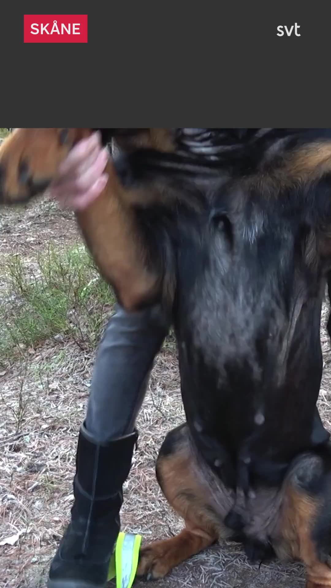 Hunden Snut fick inga testiklar – påverkades av mattes läkemedel